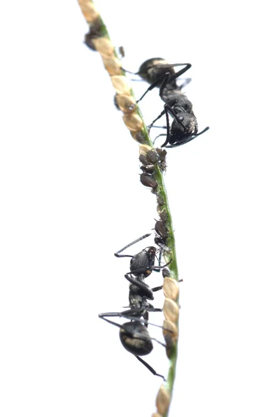 Симбиоз муравья и тли — стоковое фото
