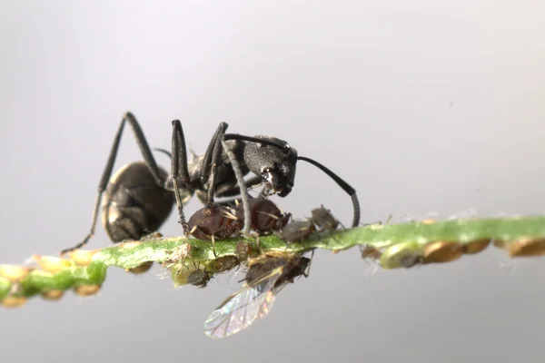 Myran och bladlöss symbios — Stockfoto