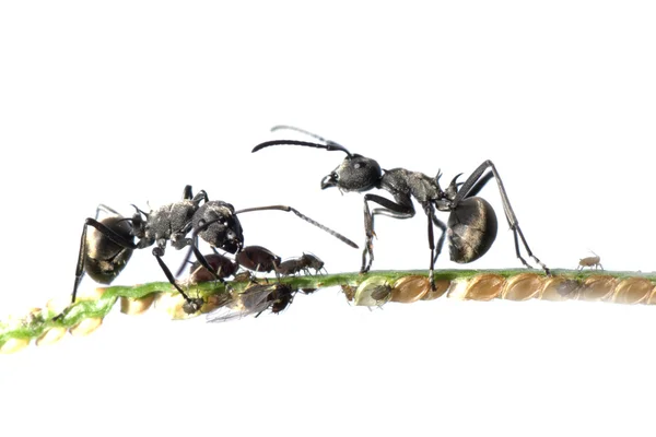 Μυρμήγκι και αφιδίων συμβίωση — Φωτογραφία Αρχείου