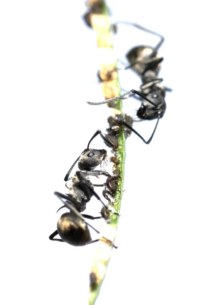 Ant és a levéltetű szimbiózis — Stock Fotó