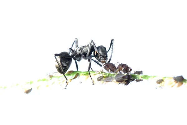 개미와 진딧물의 공생 — 스톡 사진