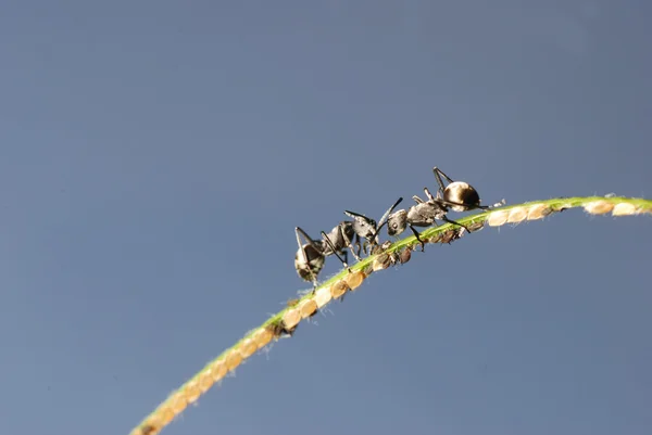 Ant és a levéltetű szimbiózis — Stock Fotó