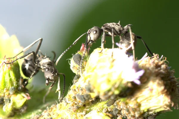 Simbiosi formica e afide — Foto Stock