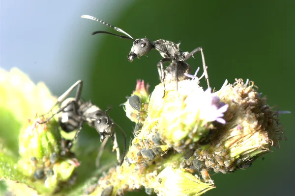 Karınca ve yaprak biti symbiosis — Stok fotoğraf
