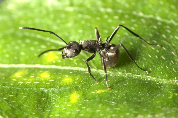Böcek karınca makro — Stok fotoğraf