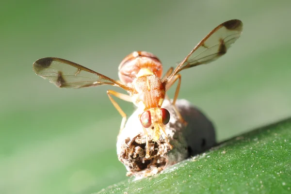 Macro mosca de insetos — Fotografia de Stock