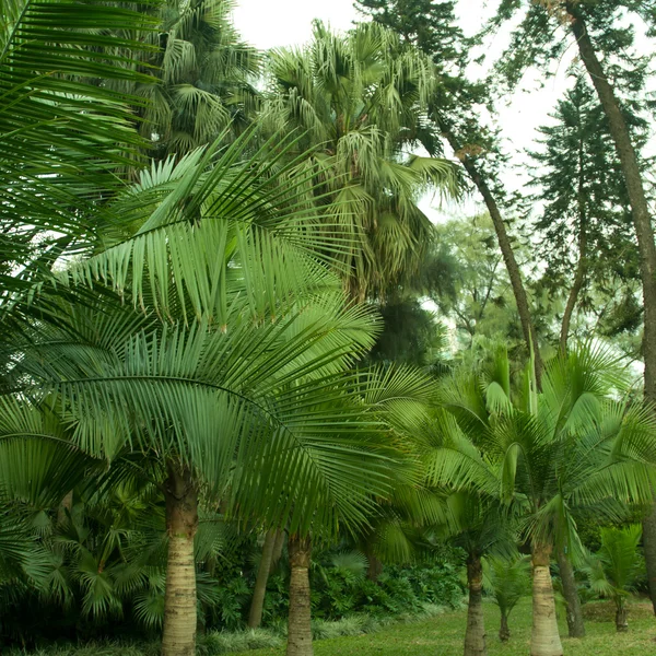 stock image Palm tree