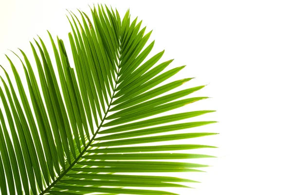 Stock image Palm tree