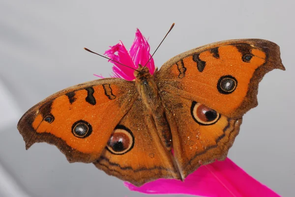 Pavão pansy borboleta macro — Fotografia de Stock