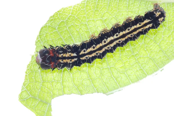 Schmetterlingsraupe auf grünem Blatt — Stockfoto