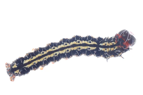 Vlinder caterpillar — Stockfoto