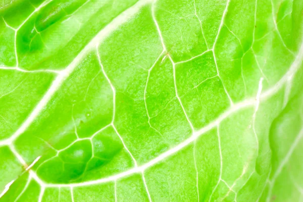 緑の野菜レタス葉のテクスチャー — ストック写真