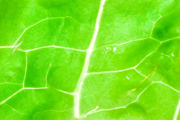 Green vegetable lettuce leaf texture — Stock Photo, Image