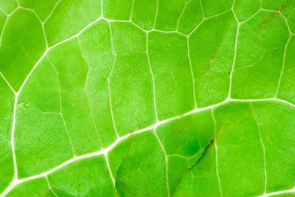 Green vegetable lettuce leaf texture — Stock Photo, Image