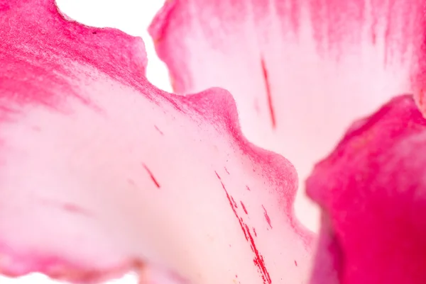 Розовый цветочный макрос — стоковое фото