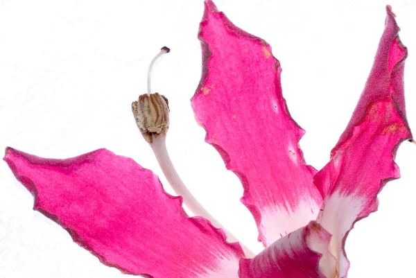 Flor rosa macro — Foto de Stock