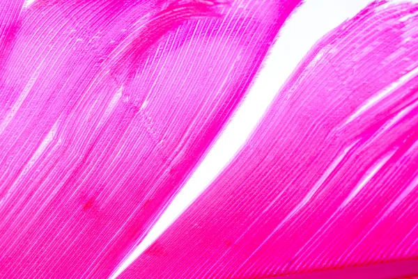 Pink bird feather texture — Stock Photo, Image