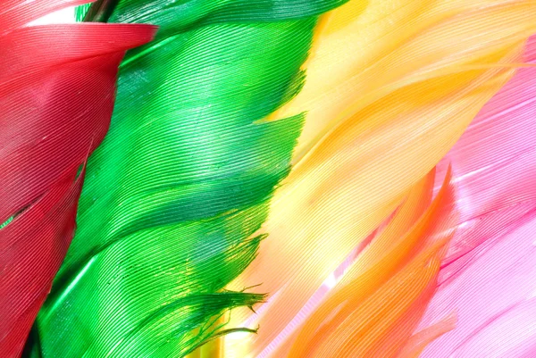 Pluma de pájaro mosca de colores — Foto de Stock