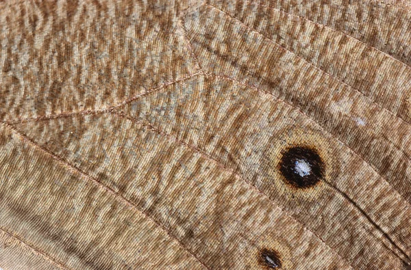 Dřevo nymfa motýlí křídlo detai — Stock fotografie