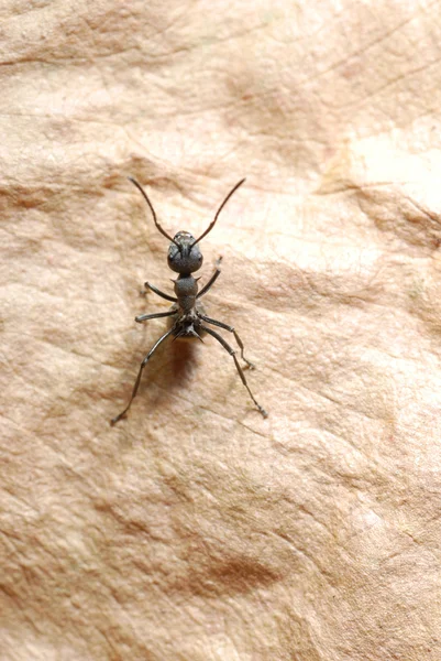 Insekt Ameise auf Fallblatt — Stockfoto