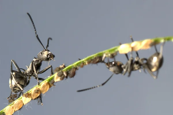 蚂蚁与蚜虫的共生 — 图库照片