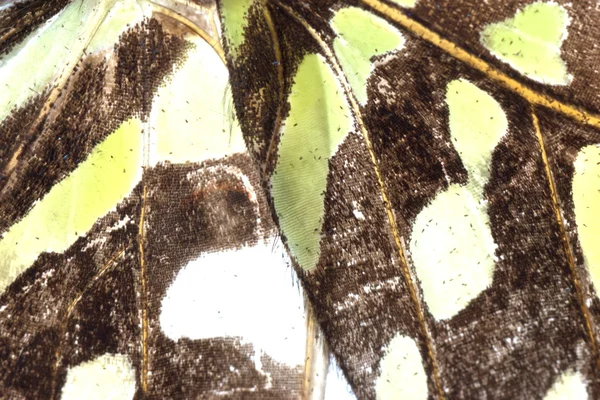 Текстура крыльев бабочек — стоковое фото