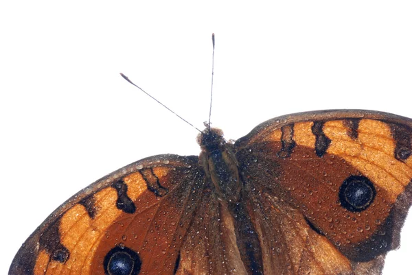 Павич Панси метелик, Junonia almana — стокове фото