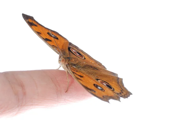 Butterfly on finger — Stock Photo, Image