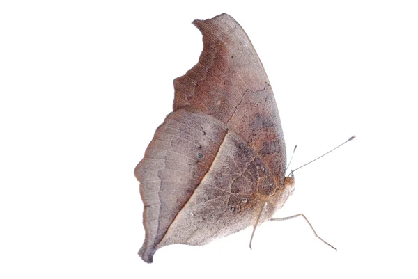 Paon pansy papillon vue latérale — Photo