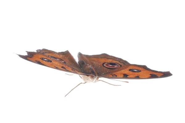パンジー孔雀蝶、junonia アルマナ — ストック写真