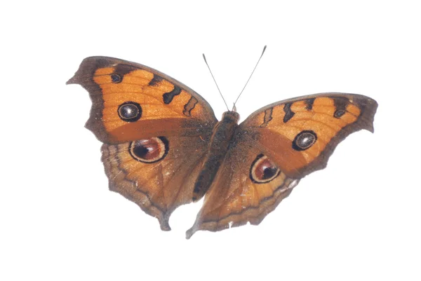 Latający motyl Paw bratek, junonia almana — Zdjęcie stockowe