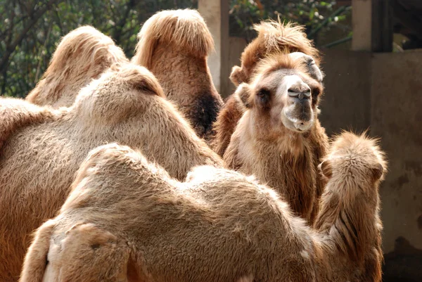 Ritratto di cammello animale — Foto Stock