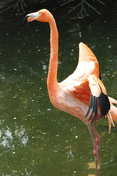 Flamingo ptak — Zdjęcie stockowe