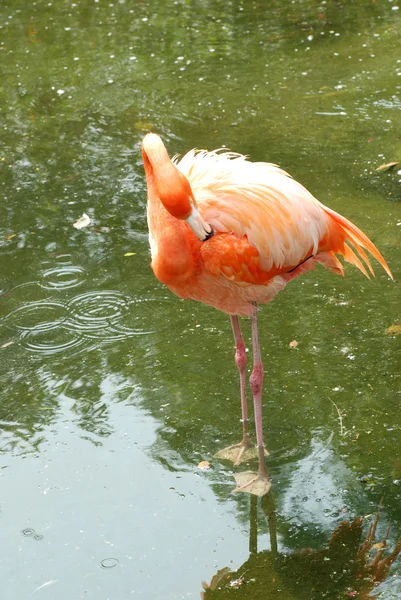 Flamingo bird — Stock Photo, Image