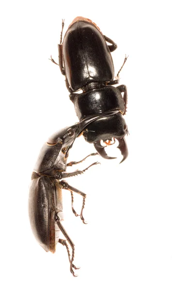 Stag beetle mücadele — Stok fotoğraf
