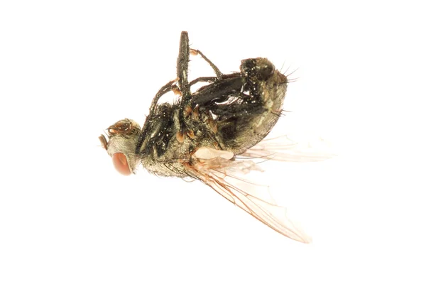 Halott légy rovar — Stock Fotó