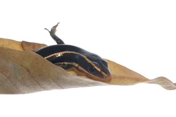 Nadrzewny jaszczurka na suchy liść — Zdjęcie stockowe