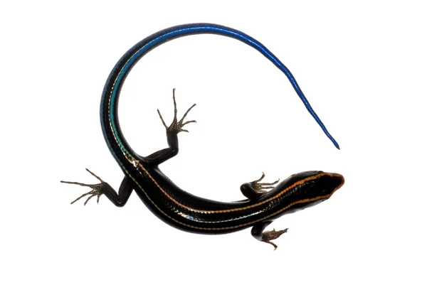Blue tail skink lizard — Stock Photo, Image