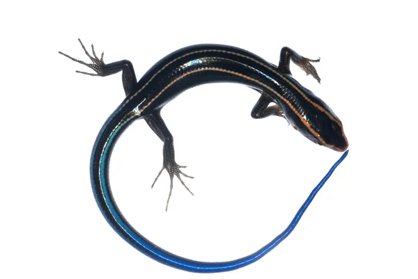 파란 꼬리 속 도마뱀 — 스톡 사진