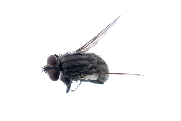Inseto mosca morta — Fotografia de Stock