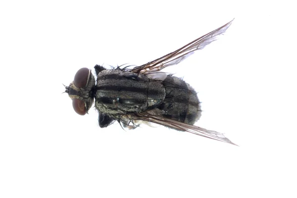 Martwe mucha owad — Zdjęcie stockowe