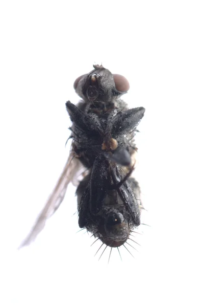 Insecto mosca muerto — Foto de Stock