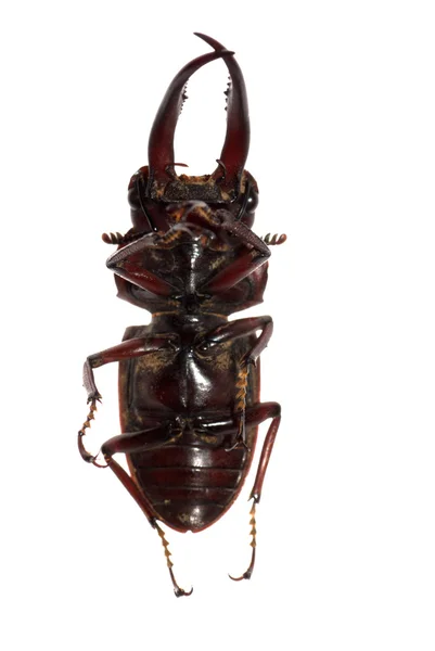 Escaravelho isolado — Fotografia de Stock