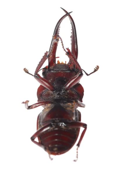 Stag beetle izole — Stok fotoğraf