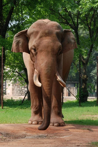 Ζώο ελέφαντας — Φωτογραφία Αρχείου