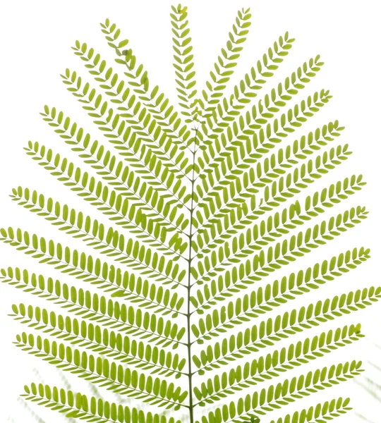 Σε φύλλα δέντρο falcata πράσινο albizzia — Φωτογραφία Αρχείου