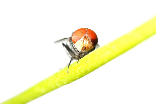 Insekt flyga — Stockfoto