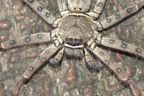 Zvířecí obří pavouk — Stock fotografie