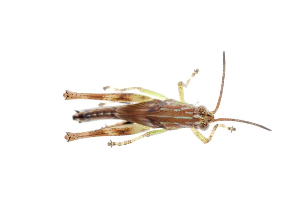 Grasshopper isolated — Stock Photo, Image