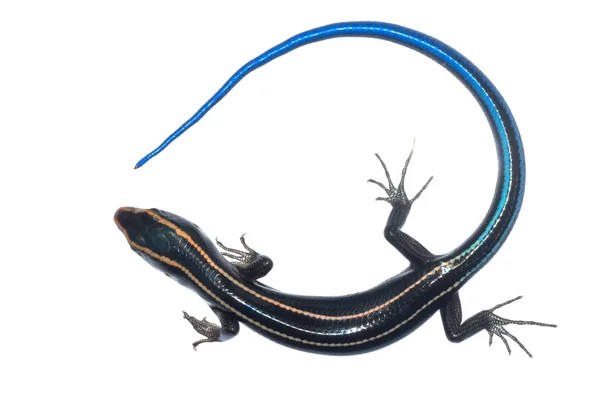 Блакитний хвіст ящірка — стокове фото